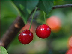 "Real" cherries