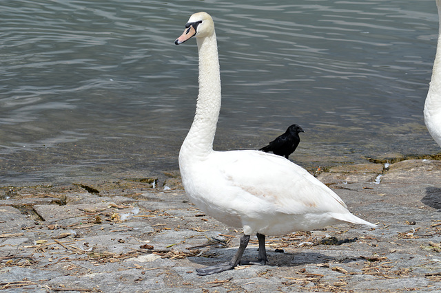 Weiss mit schwarzem Besuch