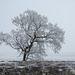 Hoar frost tree and vanishing fields