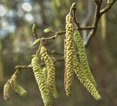 Catkins 6