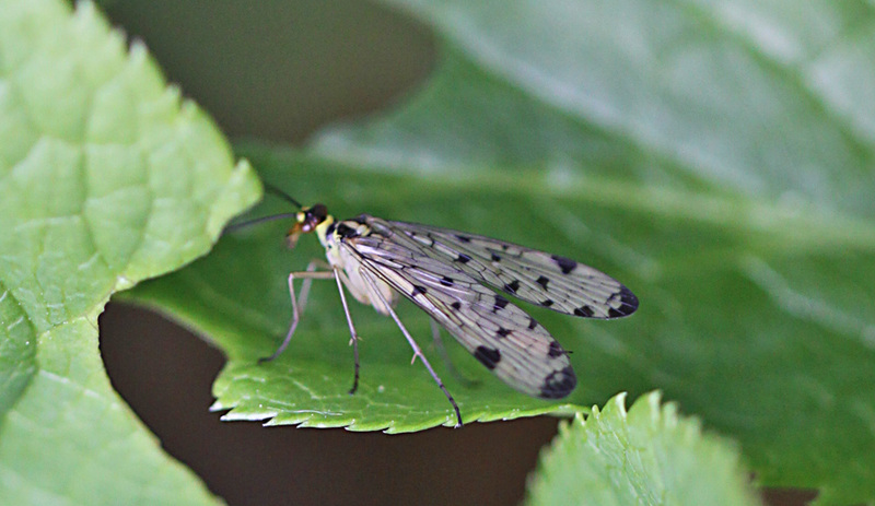 20100514 3333Mw [D~LIP] Skorpionsfliege (Panorpa communis) [w], Bad Salzuflen