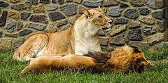 20210709 1425CPw [D~OS] Löwe (Panthera leo), Zoo Osnabrück