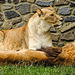 20210709 1425CPw [D~OS] Löwe (Panthera leo), Zoo Osnabrück