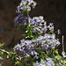 Desert Ceanothus