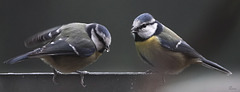 Mésange bleue , (Cyanistes caeruleus - Eurasian ,Blue Tit)