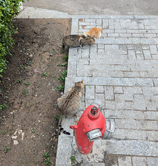 Trois chats se régalant et une borne-fontaine