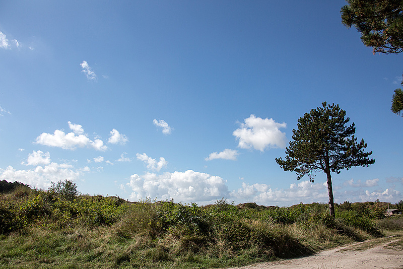 20140911 5212VRAw [NL] Schwarz-kiefer (Pinus nigra), Terschelling
