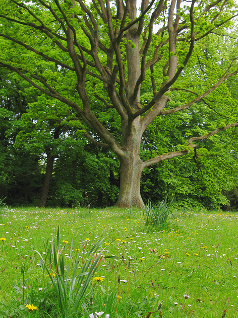 Old Oak Tree