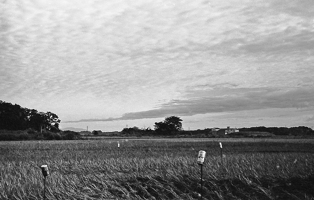 Autumn sky over the paddy fields