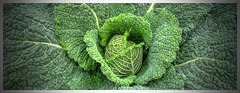 Green Cabbage II