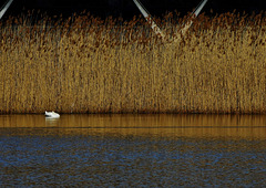 Swan Lake.....and Reeds
