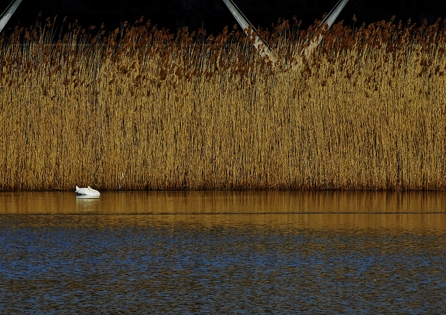 Swan Lake.....and Reeds