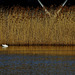 Swan Lake.....and Reeds