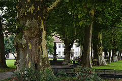 Wandeln im Schatten alter Platanen - Walking in the shade of old plane trees