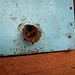 DSCN4522 - abelha bugia Melipona mondury, Meliponini Apidae Hymenoptera