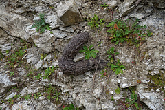 Mallorcinischer Holzwurm