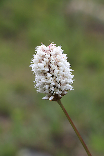 Alpine Bistort