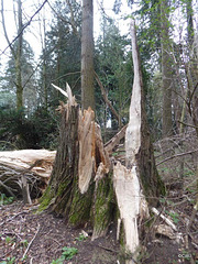 Fallen giant