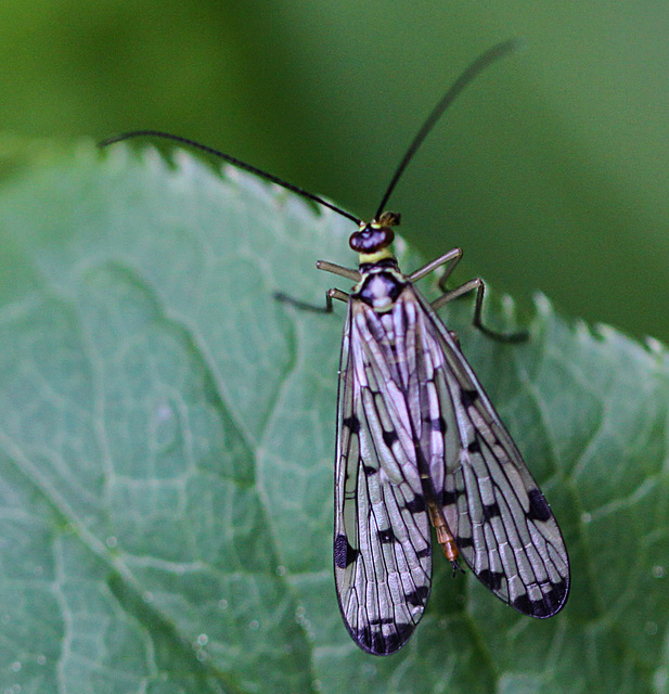 20100514 3335Mw [D~LIP] Skorpionsfliege (Panorpa communis) [w], Bad Salzuflen