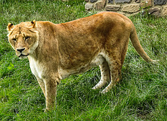 20210709 1426CPw [D~OS] Löwe (Panthera leo), Zoo Osnabrück