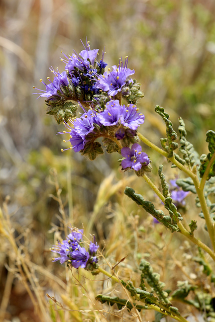 Notchleaf Scorpionweed