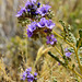 Notchleaf Scorpionweed