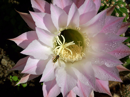 Kaktusblüte mit Besucher