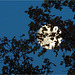 full moon behind oak tree