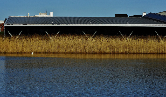 Swan Lake.....and Reeds