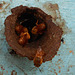 DSCN4522a - abelha bugia Melipona mondury, Meliponini Apidae Hymenoptera