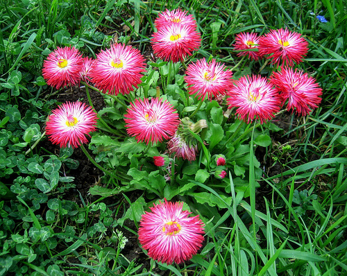 Red daisy