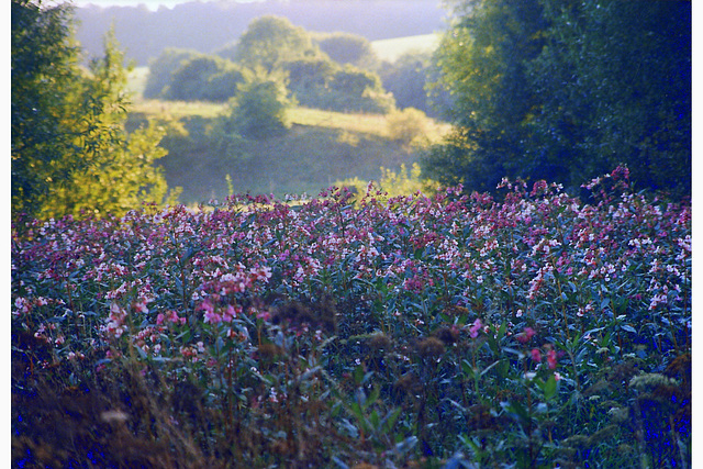 Flower sea