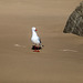 Isn't it great to be an Aussie, takin' a walk along the beach ...