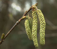 Catkins 5