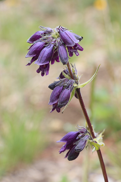 Whipple's Pentstemon