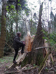 Fallen giant
