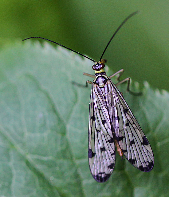 20100514 3336Mw [D~LIP] Skorpionsfliege (Panorpa communis) [w], Bad Salzuflen