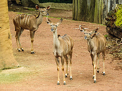 20210709 1428CPw [D~OS] Großer Kudu, Zoo Osnabrück