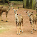 20210709 1428CPw [D~OS] Großer Kudu, Zoo Osnabrück