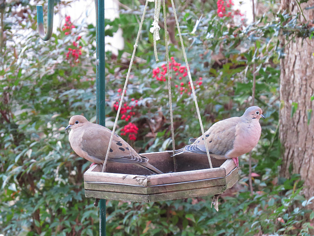 Mourning doves