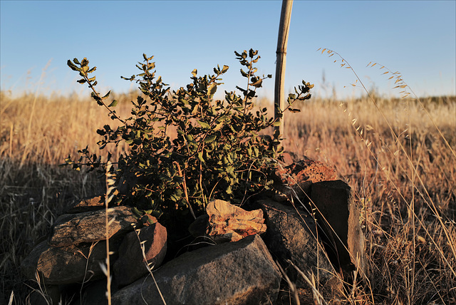 Penedos, 5 years old Quercus ilex