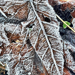 petit père givre