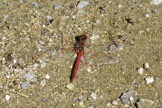 Red-Veined Darter m (Sympetrum fonscolombii) 02