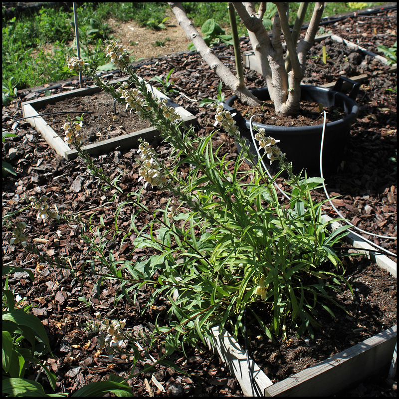 Digitalis lanata (3)