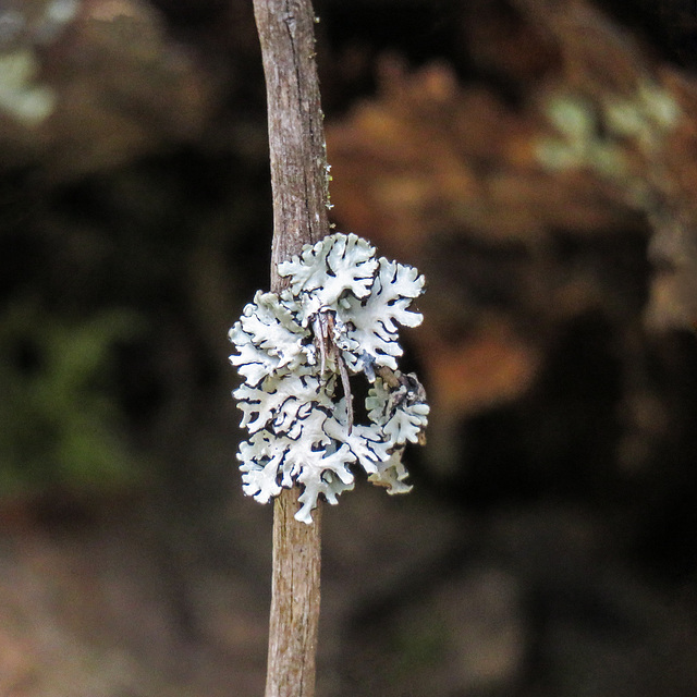 Lichen, William J. Bagnall Park Lichen, William J. Bagnall Park