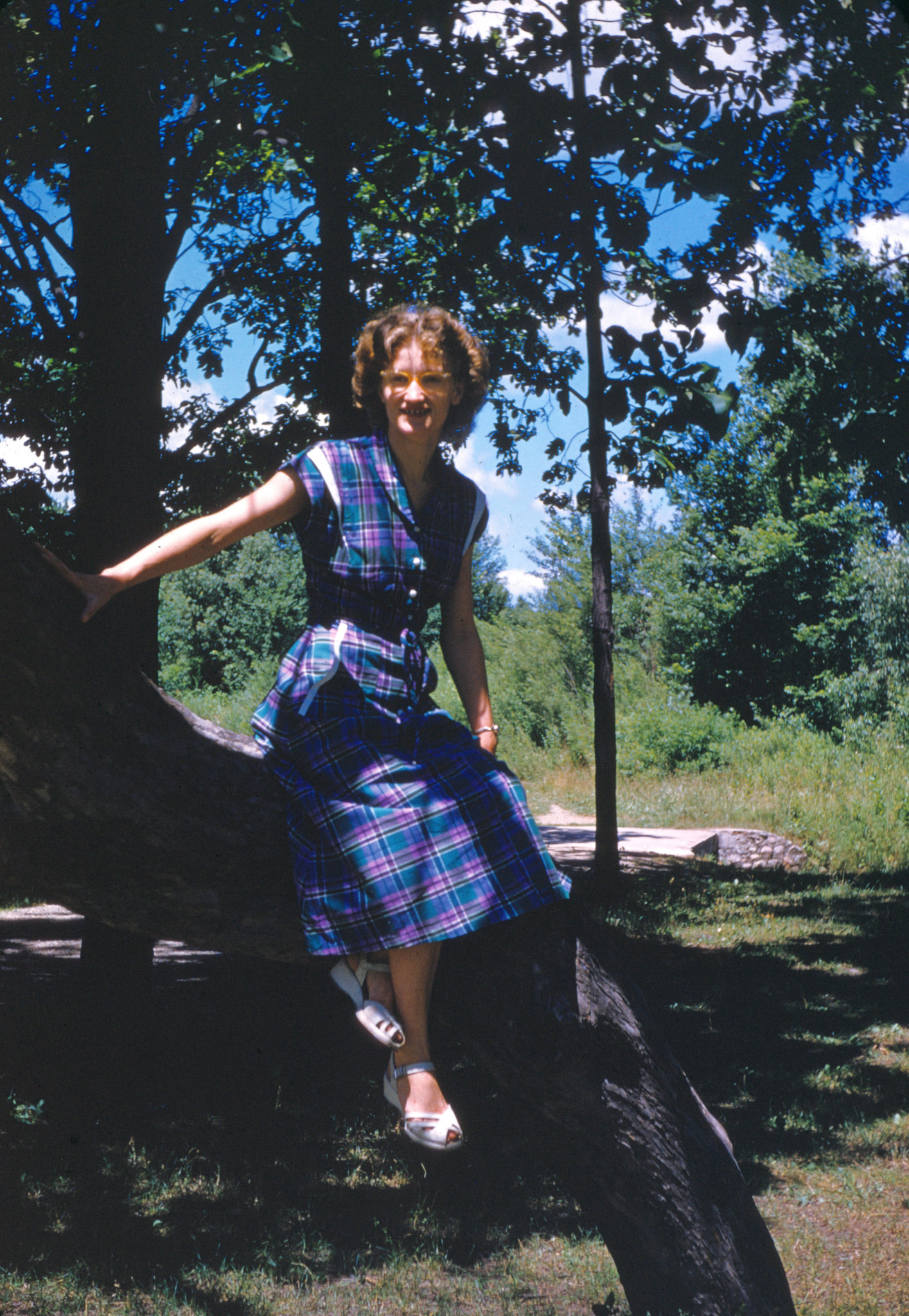 Hatti in a Tree