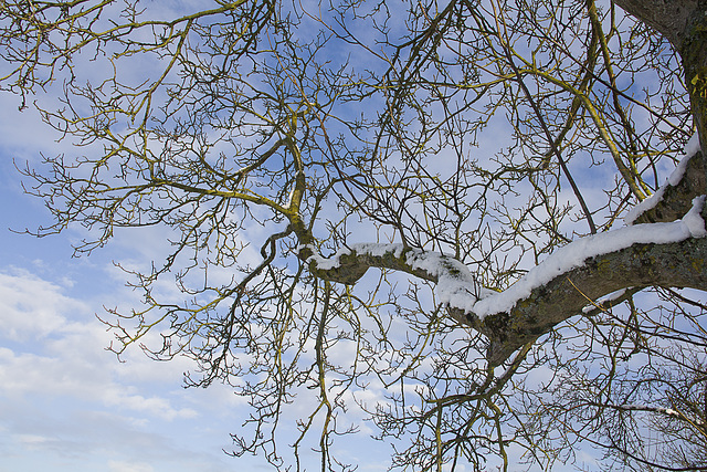 branches et brindilles