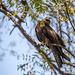 Indian Black Kite at Humayun's Tomb - World Heritage Site, India