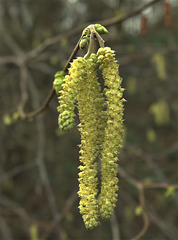 Catkins 4