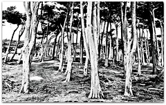 树木 / Shumu - Trees